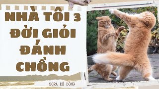 [Truyện Audio ] [FULL] NHÀ TÔI 3 ĐỜI GIỎI ĐÁNH CHỒNG || Sora Bé Bỏng