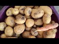 Harvesting Potatoes on our Garden || M&M Travel Diaries