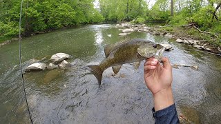 Nonstop Topwater Creek Smallmouth Action (They Couldn't Resist!!!)