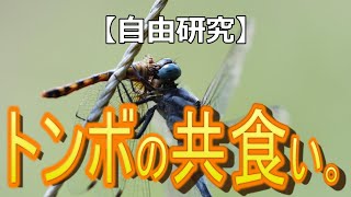 【昆虫】トンボがトンボを食う。共食い。【insect】