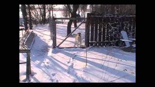 Winter Solar Heated Chicken Coop and Low Tunnel Tour.wmv