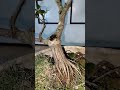 MANTAP JUGA LHO POHON LOA CANGKOKAN #shortvideo #bonsai #loa