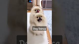 Dog Dance #ytshorts #subscribe #trending #viral #shorts #youtube #tiktok #short #doxybrunoyt #reels