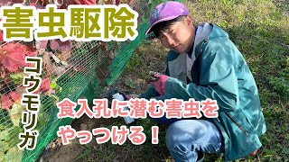 【害虫駆除】ブドウの木の中に侵入する害虫をやっつけよう！