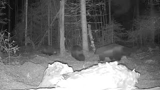 Three Wolverines at once - Luontolive 12-15-2024