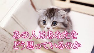 【恋愛系/タロット占い】あの人はあなたをどう思っているのか【3択リーディング】