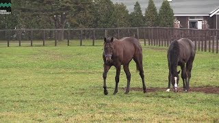 【近況動画】_アイワナトラスト(ワナダンス2017)_2018年09月27日撮影