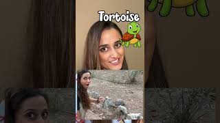 How do you pronounce Tortoise? 🐢