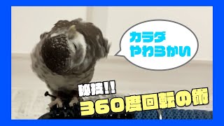 首がぐるぐる〜 秘技！360°回転の術！！