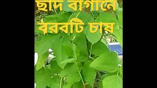 #ভাইরাল_ভিডিও #ছাদ বাগানে বরবটি চাষ #কৃষিআইডিয়া #গছ #garden #gardenplants #ভাইরাল