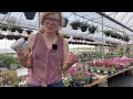 petunia varieties u0026 care explained