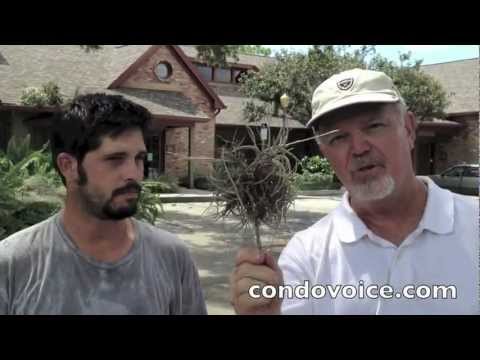 How to clean and identify moss and trim oak trees How to clean and identify moss and trim oak trees