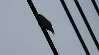 ヒヨドリの鳴き声　Brown-eared Bulbul / Hypsipetes amaurotis　DSCN1359