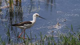 高蹺鴴Black Winged Stilt（2013 2014）