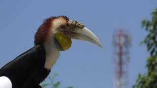 Birds show,バリ動物園,Bali Zoo,Kampung Sumatra,Indonesia,インドネシア,Bali,バリ島, Pulau Bali,