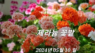 제라늄 꽃밭 영상 2024년 05월 10 일