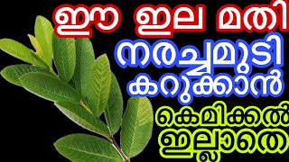 ഈ ഇല മതി നരച്ചമുടി കറുപ്പിക്കാൻ കെമിക്കൽ ഇല്ലാതെ