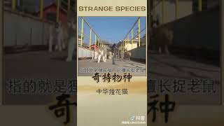 【抖音】 狸花猫，也就是田园猫，在国内是流浪猫，在国外有钱都买不到，大家一定要好好对待#宠物 #猫#抖音小抖音助手 #魔映 #抖音 #Tiktok