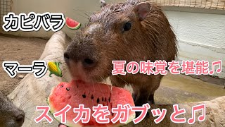 カピバラとマーラ♫夏の味覚を堪能しました！ Capybaras and maras eat watermelon