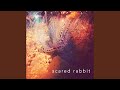 Scared Rabbit