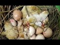 Hoabachthuy  đang phát trực tiếp!Incubating long-tailed chicken eggs, and saving chickens with eggs