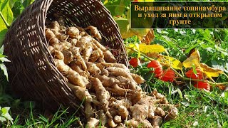 Выращивание топинамбура посадка и уход