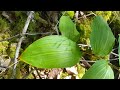 wild edible berries foraging for berries found in the pacific northwest interior of bc and more