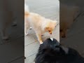 【街のお友達】ポメラニアンちゃんとバーニーズマウンテンドッグ