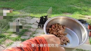 台灣土狗，幼犬40幾天，吃飯10幾秒就吃完。大狗約1分鐘吃完，