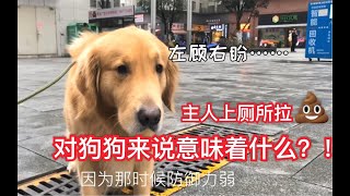 狗子昏昏欲睡的时候铲屎官突然去上厕所。