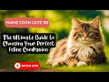 Maine Coon Cats 101: The Ultimate Guide to Choosing Your Perfect Feline Companion