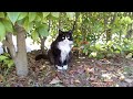 お行儀よくチョコンとお座りする黒白の猫さん【a well behaved black and white cat】