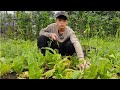 Orphan Boy daily life Little Dog - Harvesting vegetables Goes to market sell