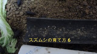 スズムシの育て方6（交尾産卵編）