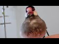 桜文鳥ほーちゃん！　さえずり くれませんか？　文鳥動画