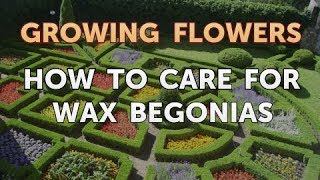 How to Care for Wax Begonias