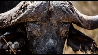 Cape buffalo Mozambique-Blue Collar Adventures S15 E6
