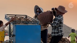 ពលរដ្ឋមួយចំនួនធ្វើចំណាកស្រុក មកស៊ីឈ្នួលធ្វើជាកម្មករកាត់ដំឡូង