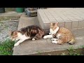 猫、かぎしっぽにつき。