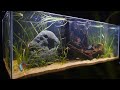 black neon tetra care and breeding the best neon