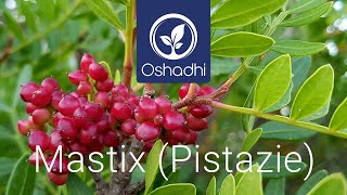 Mastix (Pistacia lentiscus) | OSHADHI Pflanzenporträt von Dr. Malte Hozzel