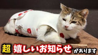 4か月前まで野良だった猫がまた奇跡を起こしました