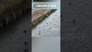 京都　鴨川のカモ達　Kyoto Kamogawa ducks