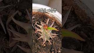 돈주고 사기엔 아까운 식물🌱반려식물 키우기