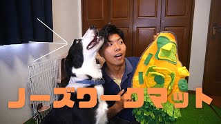 愛犬と遊ぶノーズワークマットトレーニング!!