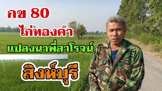 #กข 80ไก่ทองคำ​ แปลงนาพี่สา​โรจน์​ ทำนาลดต้นทุน​  สอบถาม​ข้อมูล​เพิ่มเติม​0871127848​