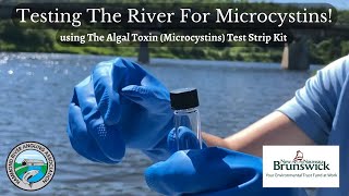 Cyanobacteria Monitoring: Testing For Microcystins!