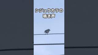 シジュウカラの鳴き声