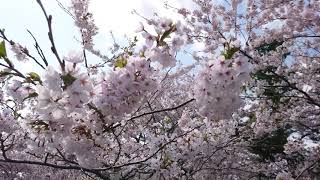 20190503 桜のトンネル 大野川沿い桜並木