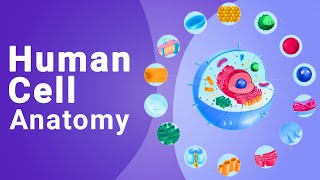 Human Cell Anatomy | Biology